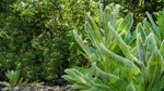 Rośliny